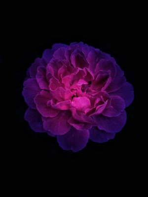 Shining Rose